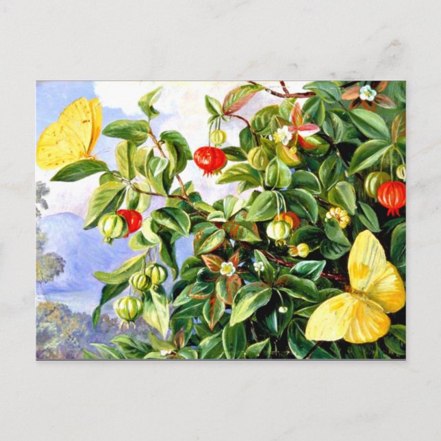 Blommor och frukt i Pitanga-Jamaica Vykort (Framsida)