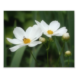 Blommor och honungsbin 8 x 10 fototryck