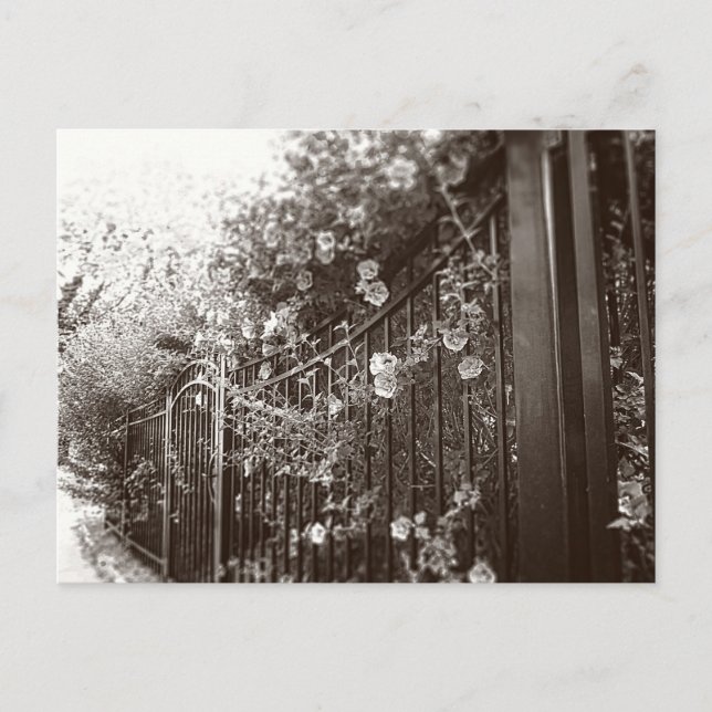 Blommor och Järn-stängsel, Lutt-Skift, B&W Vykort (Framsida)
