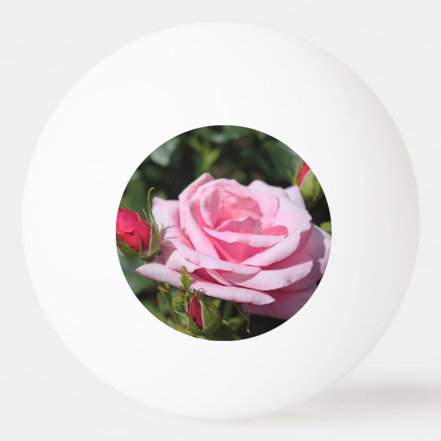 Blommor och knoppar av perfekt rosa ros, kärlek, f pingisboll (Baksidan)