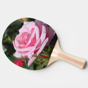 Blommor och knoppar av perfekt rosa ros, kärlek, f pingisracket