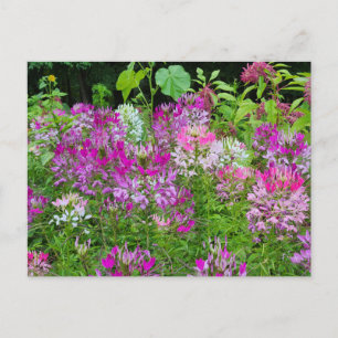Blommor och kryddblommor - Lila Vit Rosa Vykort
