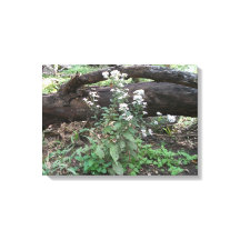 Blommor och kvastad utskrift på arbetsytan