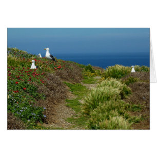 Blommor och måsar på Anacapa Island Hälsningskort