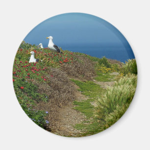 Blommor och måsar på Anacapa Island Magnet