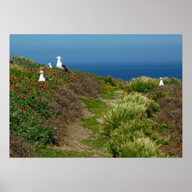 Blommor och måsar på Anacapa Island Poster (Framsidan)