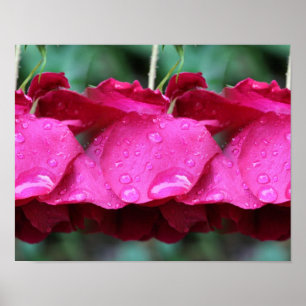 Blommor och regndroppar av Röd ros, nedsmutsade Poster