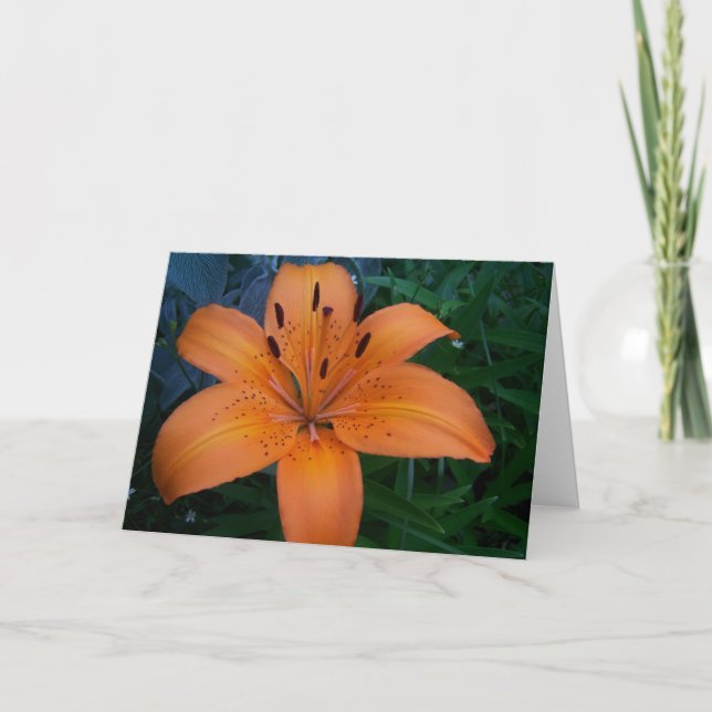 Blommor och växter kort (Framsida)