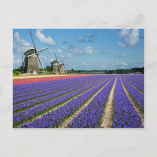 Blommor och vindkraftverk, vykort