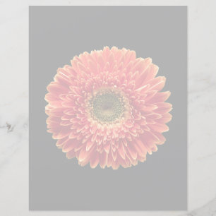 Blommor Orange Gerbera Daisy