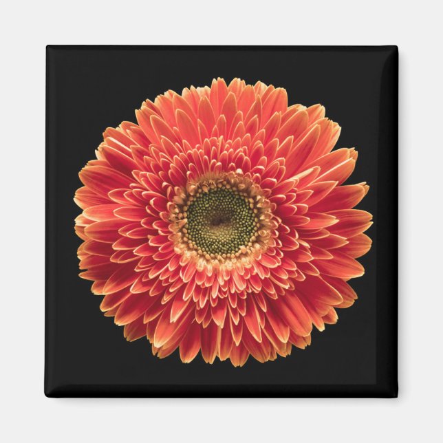Blommor | Orange Gerbera Daisy Magnet (Framsidan)