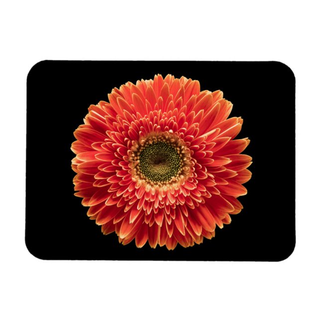 Blommor | Orange Gerbera Daisy Magnet (Horisontell)