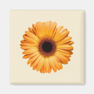 Blommor Orange Gerbera Magnet