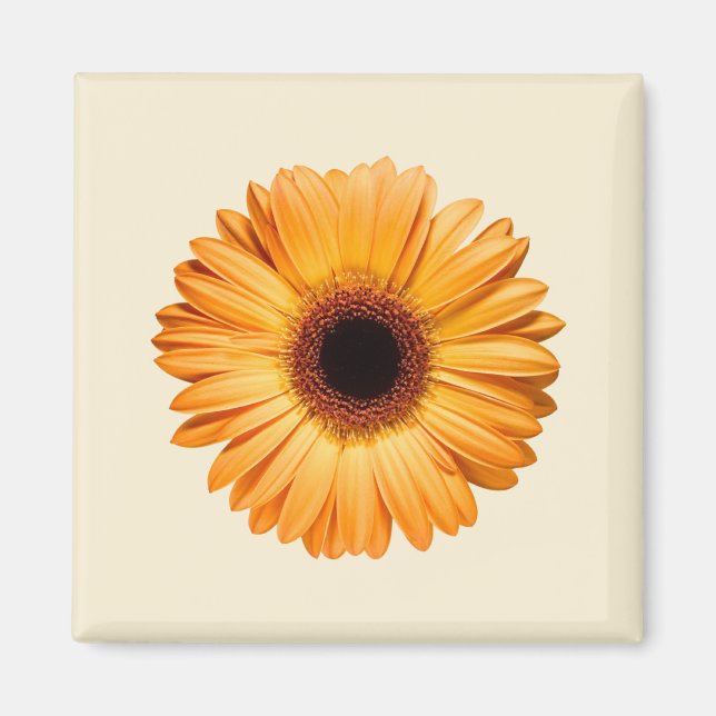 Blommor | Orange Gerbera Magnet (Framsidan)