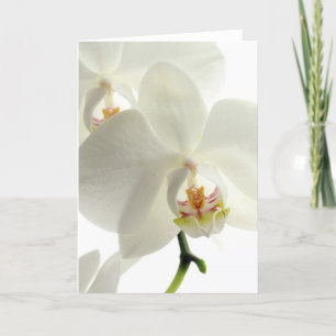 Blommor Orkidéer Fred Kärlek Öde Tack Kort