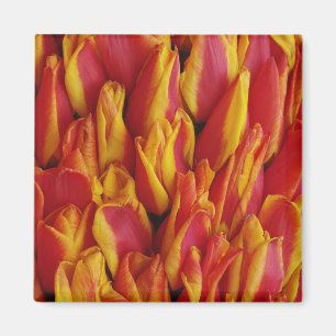 Blommor på float som firar drottningens dag, en magnet