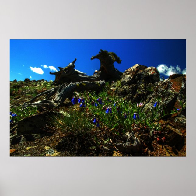 Blommor på getterna poster (Framsidan)