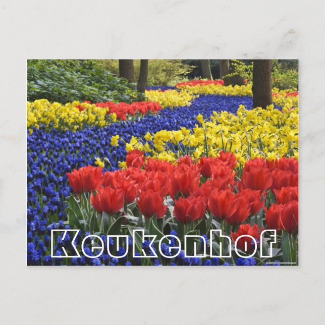 Blommor på Keukenhof, hyacinther och tulpaner Vykort (Framsida)