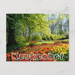 Blommor på Keukenhof, träd och tulpaner Vykort