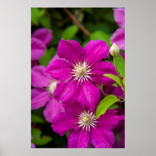 Blommor på Robinette's Apple Haus and Gift Barn 2 Poster