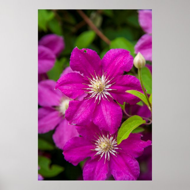 Blommor på Robinette's Apple Haus and Gift Barn 2 Poster (Framsidan)
