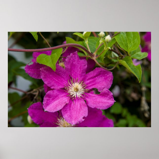 Blommor på Robinettes Apple Haus & Gift Barn Poster (Framsidan)