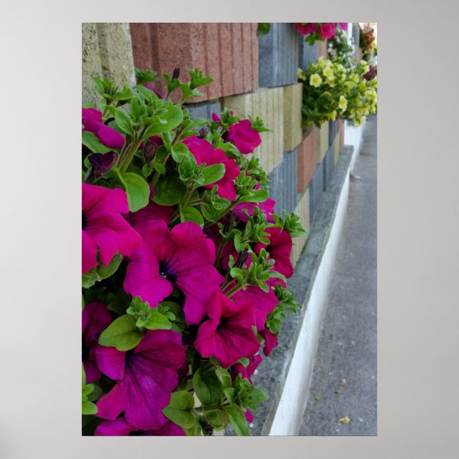blommor på sidpromenad poster (Framsidan)