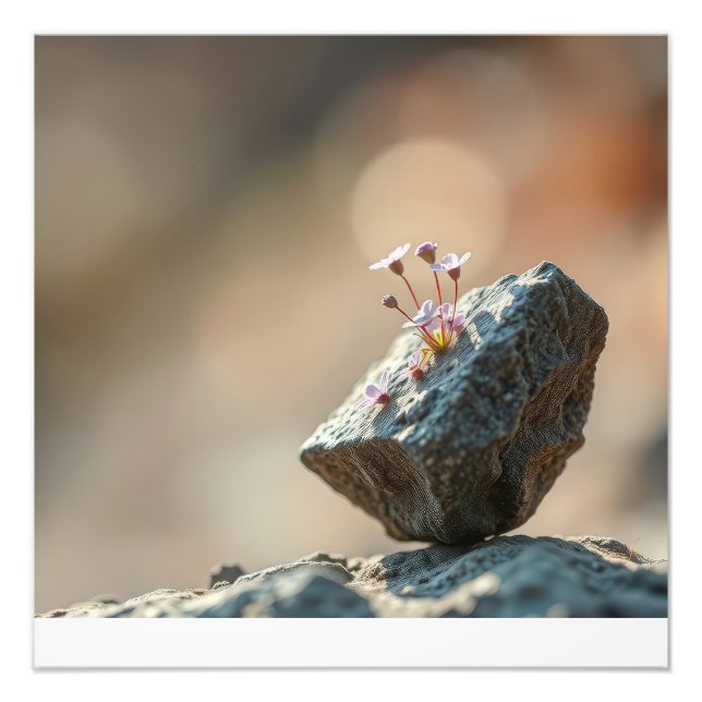 Blommor på sten fototryck (Framsidan)