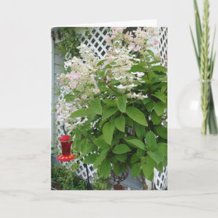 Blommor på Trellis och Hummingbird Feeder Kort