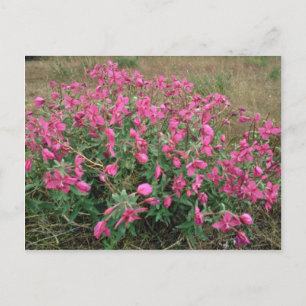Blommor på tundra, Alaska Rosa blommor Vykort