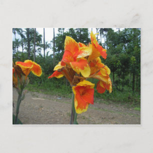 Blommor på växter, Costa Rica. Vykort