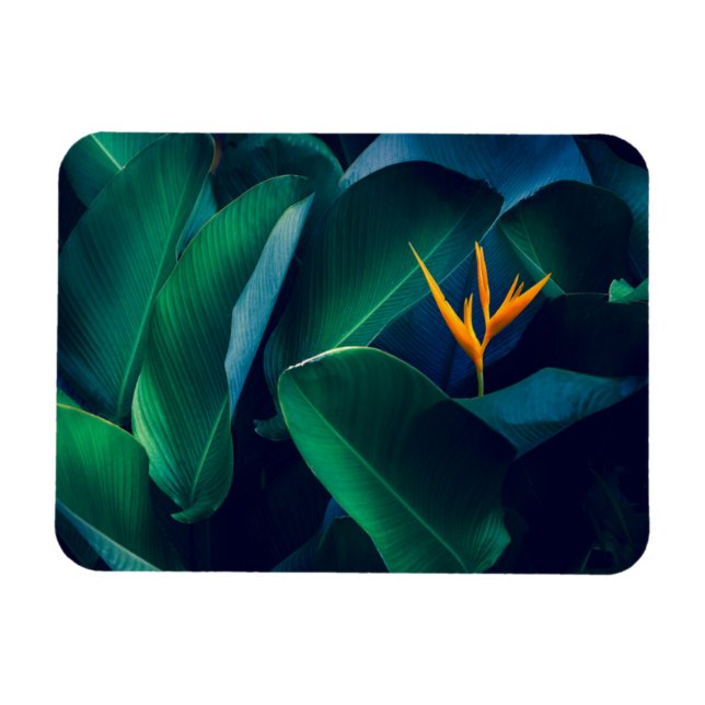 Blommor | Paradise-fågeln Magnet (Horisontell)