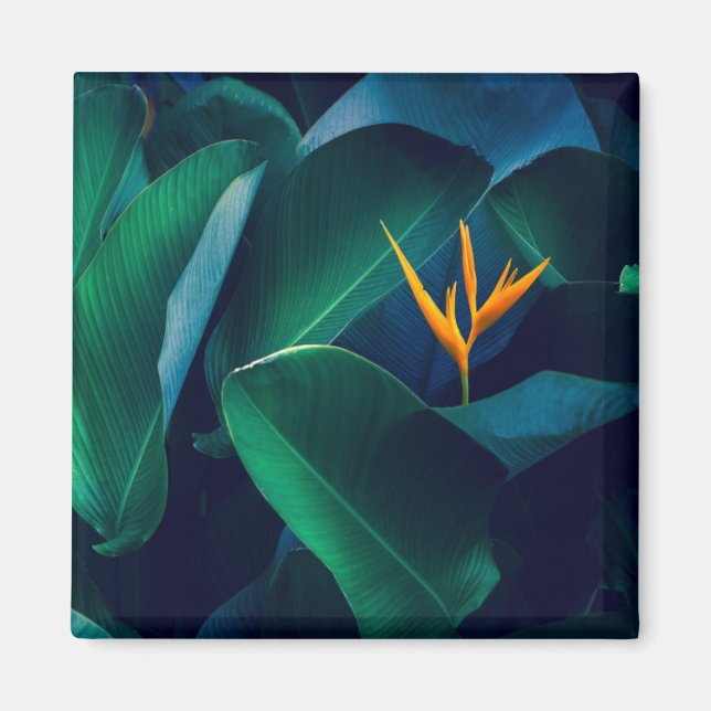 Blommor | Paradise-fågeln Magnet (Framsidan)