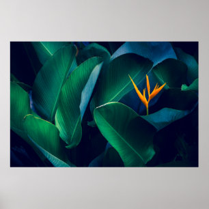 Blommor Paradise-fågeln Poster