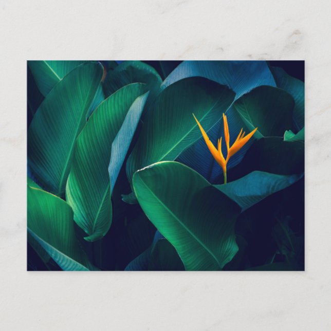 Blommor | Paradise-fågeln Vykort (Framsida)
