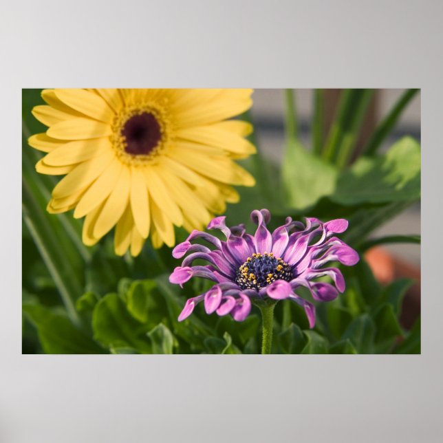 Blommor Poster (Framsidan)