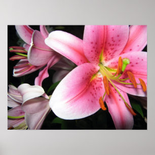 Blommor Poster