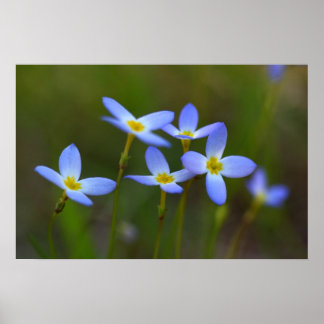 Blommor Poster