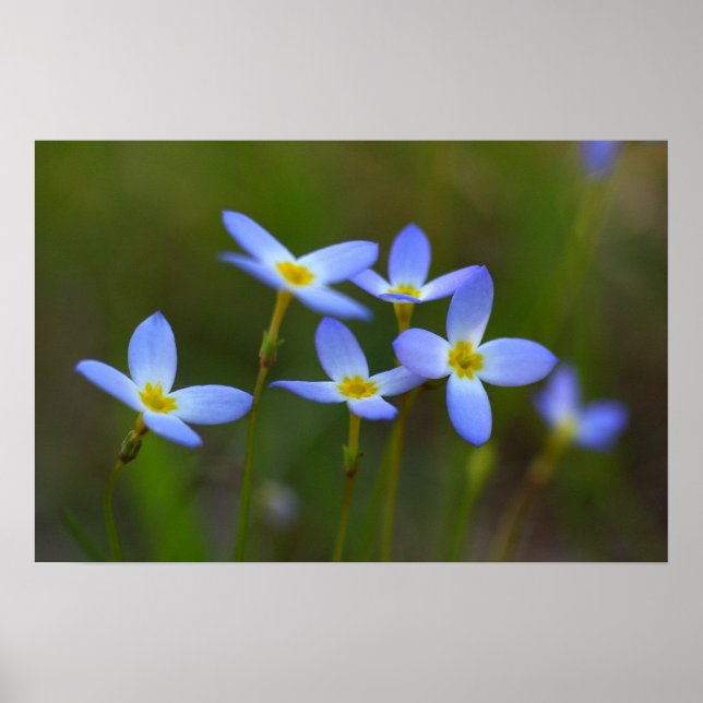 Blommor Poster (Framsidan)