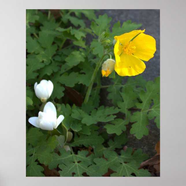 Blommor Poster (Framsidan)