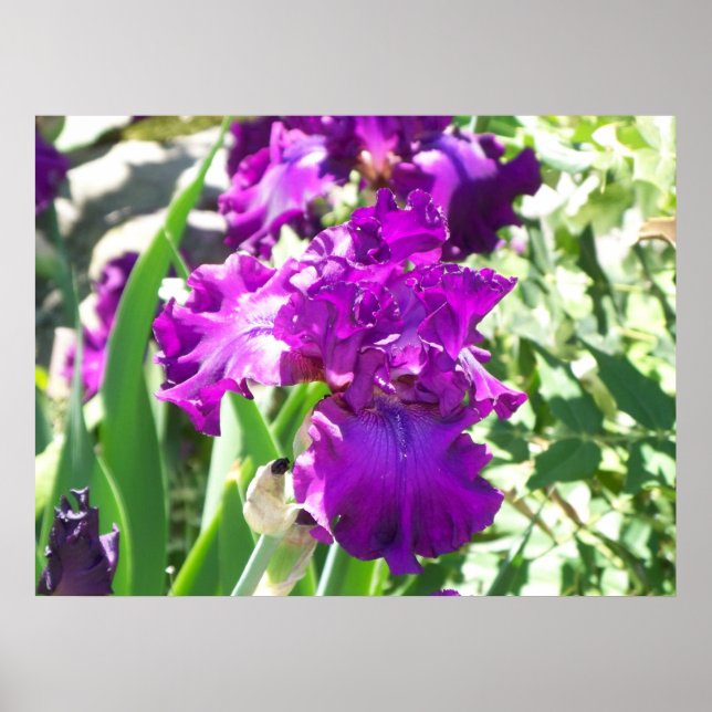 blommor poster (Framsidan)