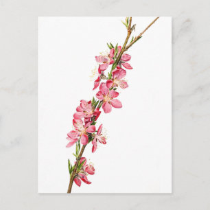 Blommor (Prunus) - Vintage Botaniska konst Vykort