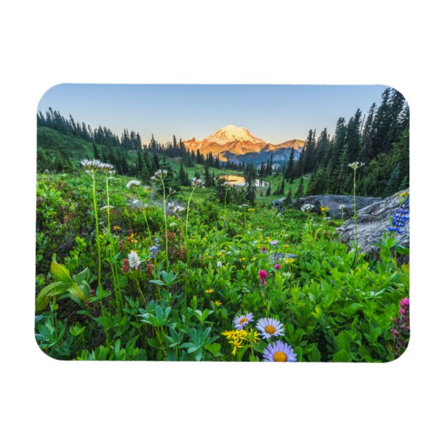 Blommor | Rainiers nationalpark Magnet (Horisontell)