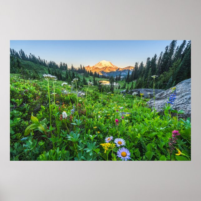 Blommor | Rainiers nationalpark Poster (Framsidan)