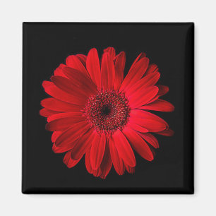 Blommor   Red Gerbera Daisy Magnet