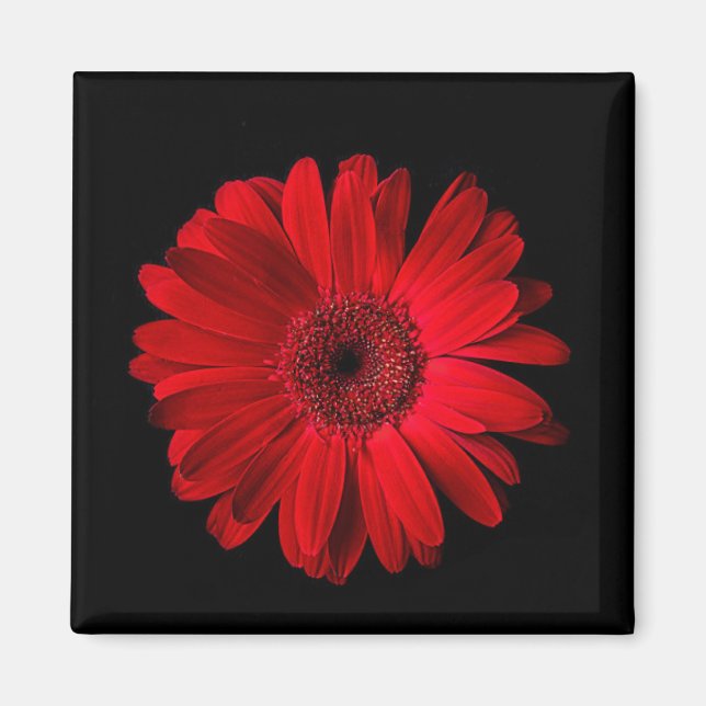 Blommor | Red Gerbera Daisy Magnet (Framsidan)