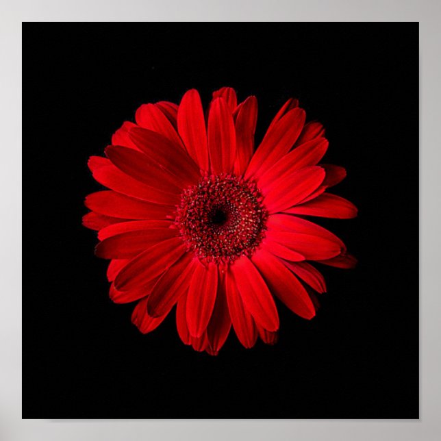 Blommor | Red Gerbera Daisy Poster (Framsidan)