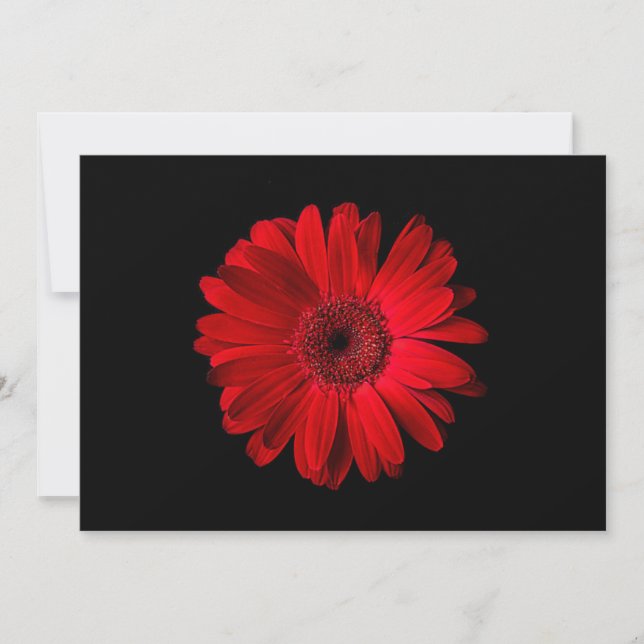 Blommor | Red Gerbera Daisy Tack Kort (Framsida)
