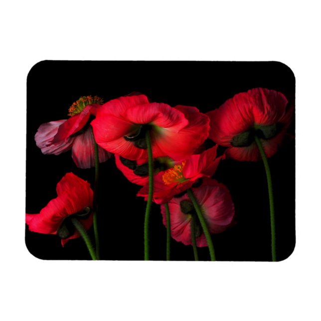 Blommor | Röda vallmo Magnet (Horisontell)