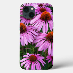 Blommor Rosa Coneflower Garden